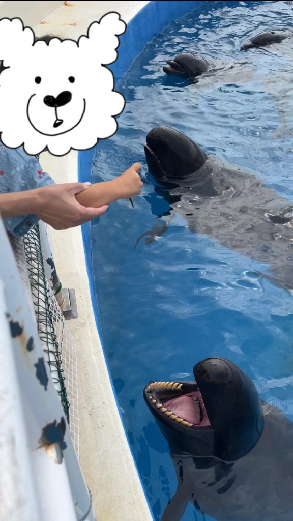 ⑧美ら海水族館　イルカ餌やり体験　3歳　0歳　子供